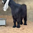 فحل عارضي خصم