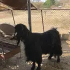 تيس فحل مضموض