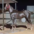 حصان شعبي للبيع