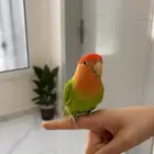 روز اليف