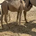قعود وبكرة للبيع