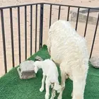 خلفه رباع