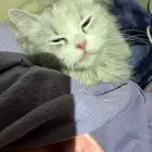 قطه ضايعه او هاربه او رامينها