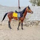 حصان شعبي العمر 3 سنوات اطباعه زينه حار ومعسوف