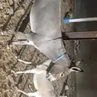 السلام عليكم ورحمة الله وبركاته الحماره علي السوم