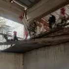 دياكه ودجاج حساوي للبيع