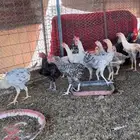 للبيع دجاج تركي