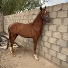 خيل شعبي