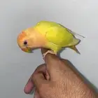 روز لاتينو هدد