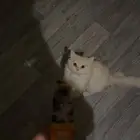قطو مفقود