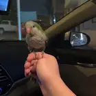 ببغاء كويكر