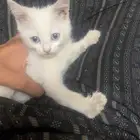 قطه للبيع