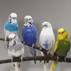 ازواج بادجي منوعة