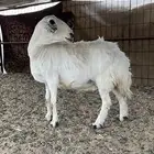 نعجه حايل بريه