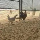 دجاج تركي