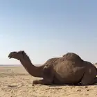 شعلا لقحة حليبها سكر ام ثالث