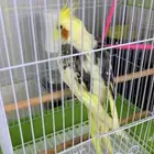 طير كروان للبيع