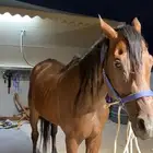حصان رفيع انجليزي بيع شعبي للبيع 2000 ريال