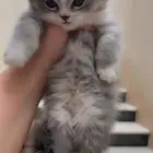 قطط شهرين للبيع