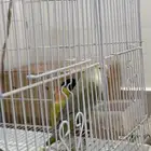 روز