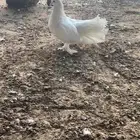 4 ذكور رقاص