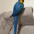 للبيع ببغاء مكاو