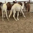 قعدان للبيع