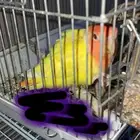 طير روز اصفر عيونه حمر