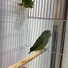 للبيع زوج بارتولت مني روز (( تم البيع ))