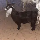 جفره عارضيه صنف الصنف