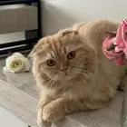 قط للبيع