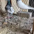 حمام بكستاني للبيع