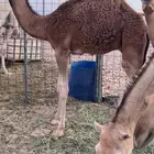 احمر قعود مشروع فحل الام مجموع بالحليب