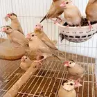 جاوا كريمي