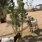 ماعز قزم