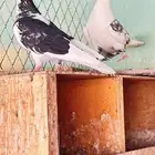 جوز حمام قطايف قلاب