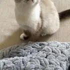 قطتان لتبني