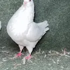 ذكر كنق مودينا تب