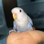 تم البيع الله يبارك ل الشاري