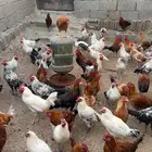 ديوك بلدي