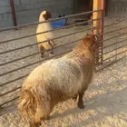 خروف نعيم
