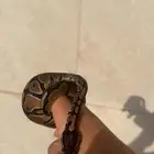 مستلزمات زواحف حوض