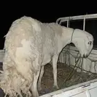 نعجه حايل