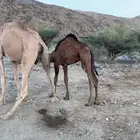 قعود لباني