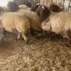 خرفان نعيم ضحايا