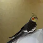 كروان هدد