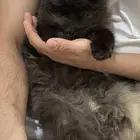 قطة للتبني