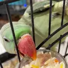 دره نبالي مفقود الرياض