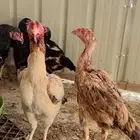 دجاج بكستاني للبيع