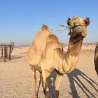 ناقه حايل
